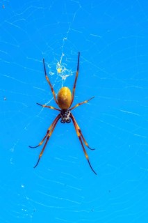 Nephilid