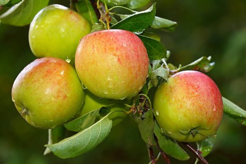 Apples on the apple tree
