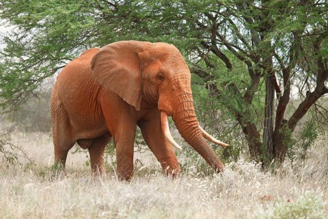 African bush elephant