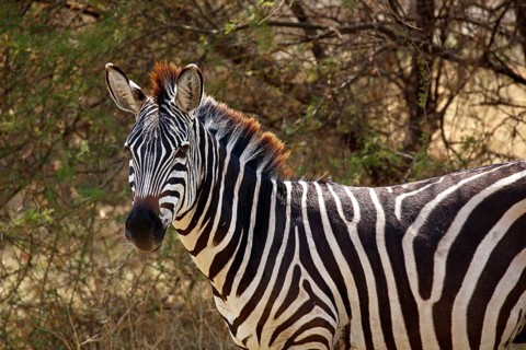 Plains zebra