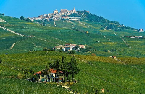 View of vineyards in La Morra