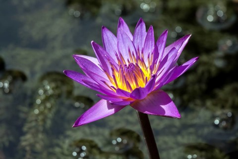 Blue lotus