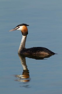 Great crested grebe