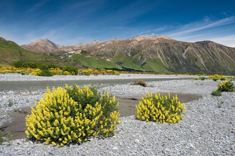 Yellow lupine