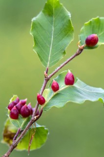 Beech gall of the beech gall midge