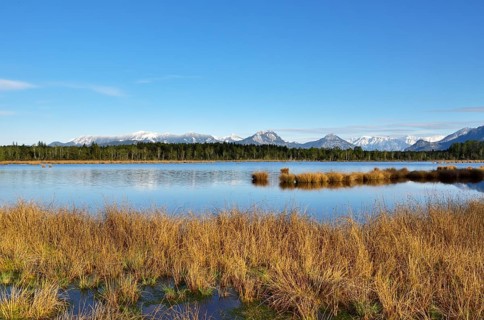 Wet peat ditch with flowering common club-rush