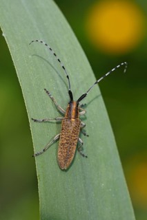 Golden-bloomed grey longhorn bee