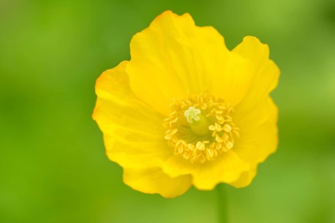 Iceland poppy
