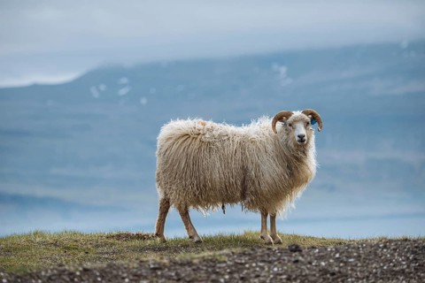 Sheep