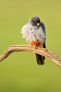 Red-footed Falcon