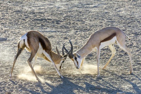 Playful fight between young impalas
