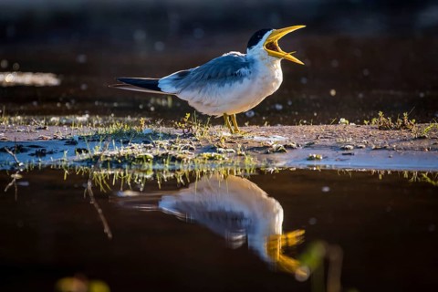 Large-billed tern
