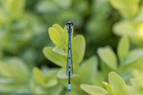 Azure damselfly