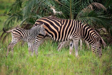Burchell's Zebra