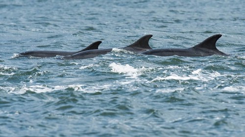 Bottlenose dolphins