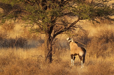 Gemsbok