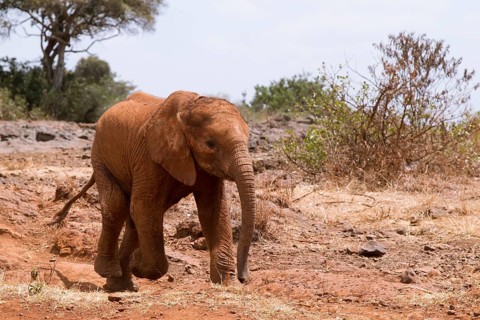Young orphan african elephant