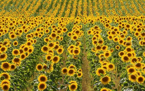 Sunflowers
