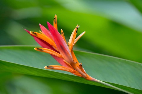 Blooming fire flash