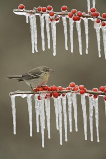 Pine Warbler
