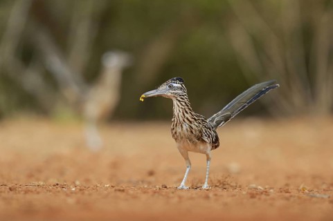 Greater Roadrunner
