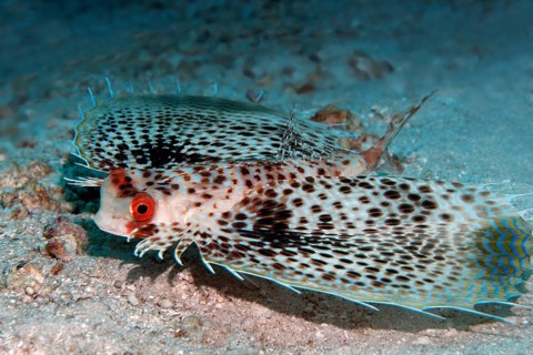 Flying Gurnard