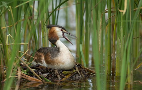 Great crested grebe