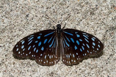 Blue glassy tiger