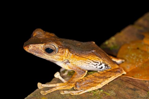 Borneo Eared Frog