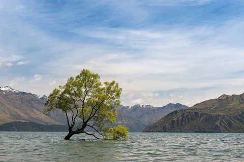 Single tree standing in the water