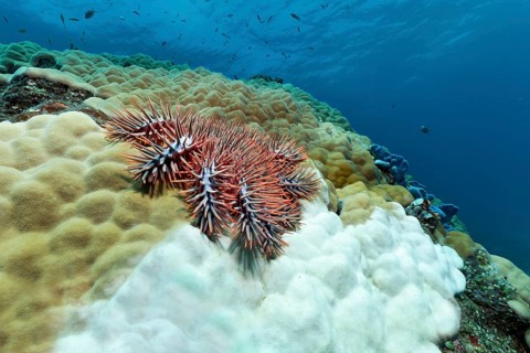 Crown-of-thorns starfish
