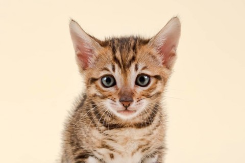 Toyger