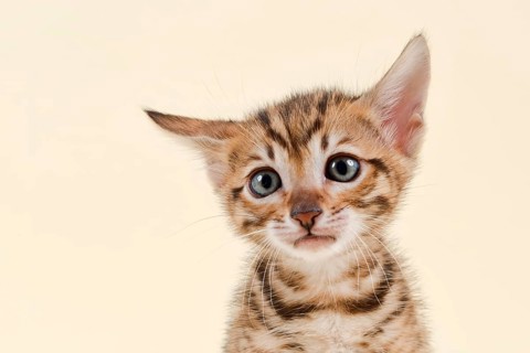 Toyger