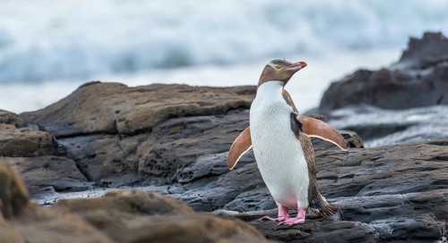 Yellow-eyed penguin
