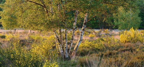 Broom blossoms in a birch forest