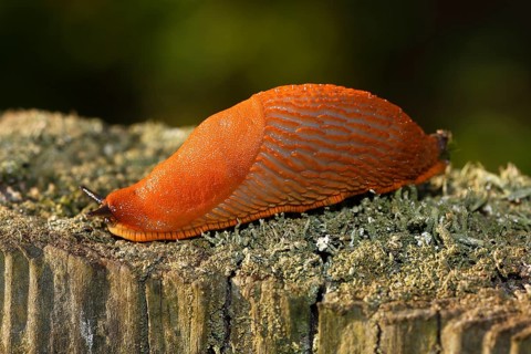 Spanish slug