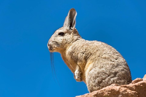 Southern Viscacha