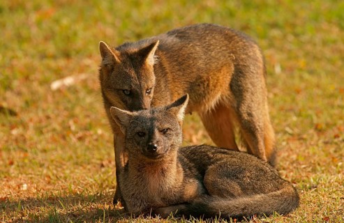 Crab-eating foxes