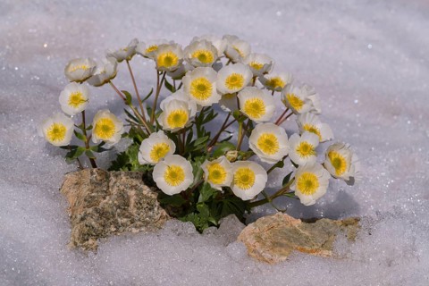 Glacier crowfoot