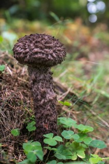 Old Man of the Wood