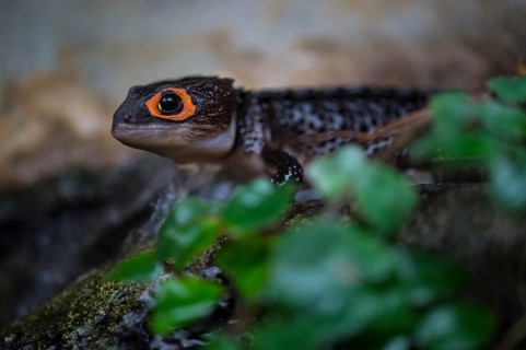 Helmet skink