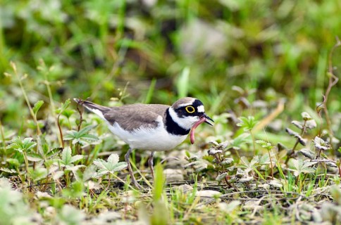 Little ringed plover