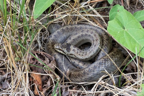 Smooth snake