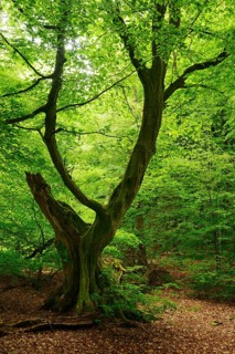 Old gnarly European hornbeam