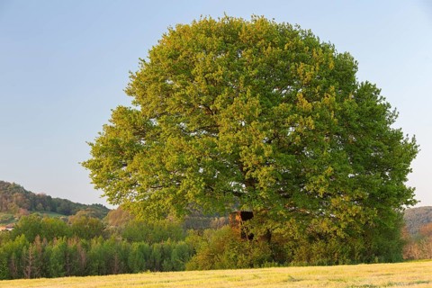 Old oak tree