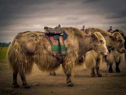 Yaks