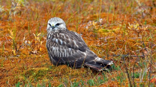 Rough-legged buzzard or hawk