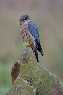 Merlin