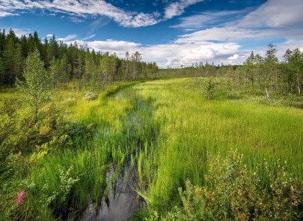 Creek flows through wetland