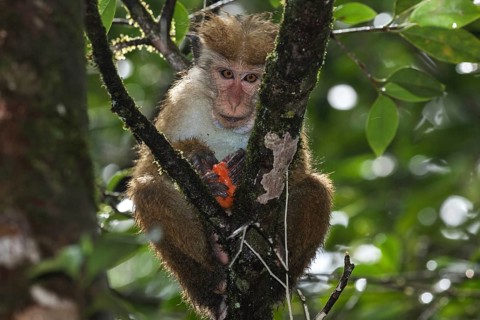 Toque macaque